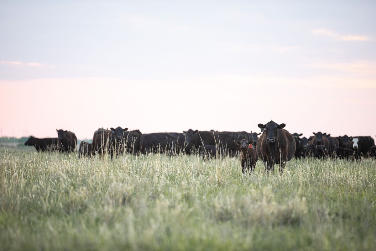 https://appetizing-cactus-7139e93734.media.strapiapp.com/23_11074_Anderson_Cattle_NE_MLB_2341_1200x800_5b2df79_1_b8b612159a.jpg